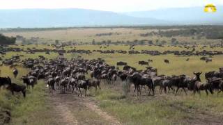 Die Große Migration in der Serengeti in Tansania  © Abendsonne Afrika [upl. by Yle353]