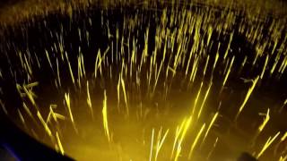 Bowfishing Carp Saginaw Bay 70 fish MOST FISH ON MY BOAT AT ONE TIME [upl. by Ydoow]