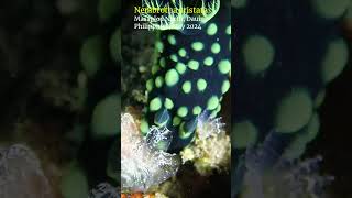 Nembrotha cristata dauin philippines scubadiving [upl. by Inga]