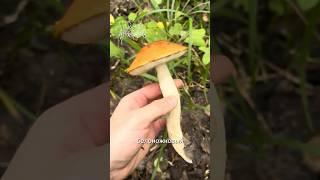 Ничего не могли найти а тут такое 😍 грибы mushroom подосиновик [upl. by Einnej942]