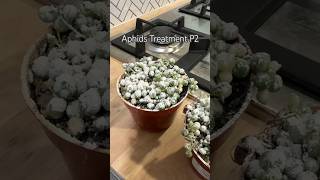 Aphid Treatment shorts plants garden pestcontrol plantcare indoorplant succulent houseplants [upl. by Ahseinaj]