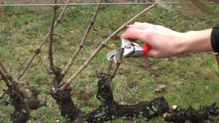 Spur Pruning Grapevinesmp4 [upl. by Yenrab]