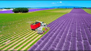 Lavender Harvest amp Oil Distillation  Valensole  Provence  France 🇫🇷 Claas Jaquar 840 [upl. by Hereld]