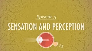 Sensation and Perception Crash Course Psychology 5 [upl. by Eirellam]