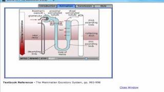 Urine formationcountercurrent multiplier system [upl. by Annatsirhc868]