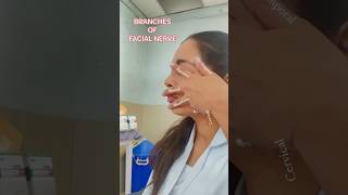 Let’s LearnBRANCHES OF FACIAL NERVE🩺👩🏻‍⚕️viral shortvideo shortsfeed yt ytshorts reels [upl. by Nospmis]