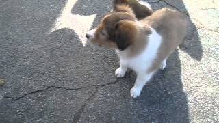 Sheltie puppies for sale [upl. by Ecarg]