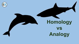 Evidence for evolution homology and analogy [upl. by Johnathon]