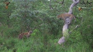 Leopard Avoids Hyena By Climbing A Dead Tree  Wildlife Interactions [upl. by Ecyned998]