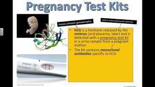 Pregnancy Test Kits IB Biology [upl. by Jay]