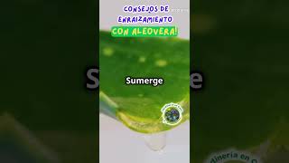 Consejos de enraizamiento con Aloevera [upl. by Ancier]