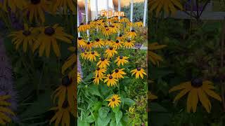 quotBlack Eyed Susanquot Goldsturm Rudbeckia In Blooms [upl. by Nylzor]