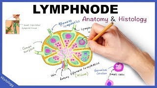 LYMPH NODE Anatomy amp Histology Simplified  Lymphatic System [upl. by Grissel321]