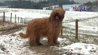 Berger de Brie Briard Informationen zur Rasse [upl. by Elorac133]