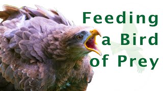 What to feed a bird of prey  What do birds of prey eat  Meal prepping for birds [upl. by Ajiam]