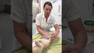 Ortolani positive test  Hip dysplasia in a puppy [upl. by Koziara]