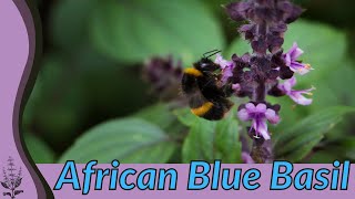 All About African Blue Basil Ocimum kilimandscharicum [upl. by Mixie]