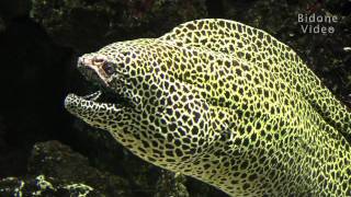 Muräne im Zoo Leipzig  moray eel [upl. by Auqinahc]