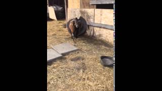 American Blackbelly sheep ram ramming [upl. by Seroka]