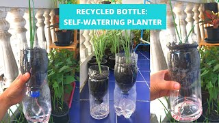 SelfWatering Planter from Recycled Bottle DIY SelfWatering Pots  Capillary Action in DIY Planter [upl. by Eila]