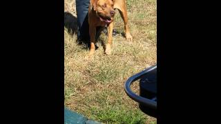 King American Bandogge Mastiff 14 months old [upl. by Girvin]