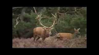 Hoge Veluwe hertenbronst 20 sept 2013 [upl. by Rehpoitsirhc647]