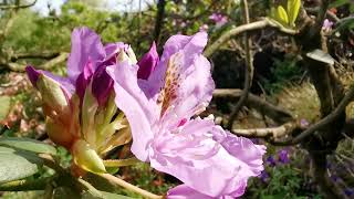 beautiful Rhododendrons rspb rhododendrons flowers botany horticulture arboriculture shrubs [upl. by Michelsen]