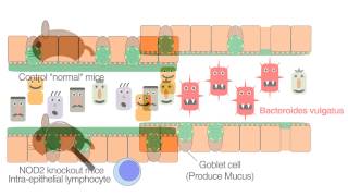 Crohns Disease Gene Nod2 Regulates Intestinal Microbiota [upl. by Fabien997]