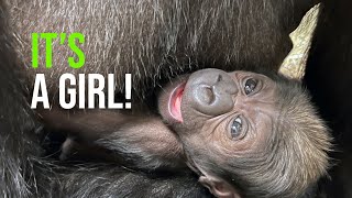 The Public Can Help Name a Baby Western Lowland Gorilla at the Smithsonian’s National Zoo NZCBI [upl. by Nerual548]