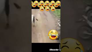 funny video cow roast of carryminati😂😂mistercarryminatitotal [upl. by Yttiy580]