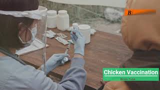 How to Vaccinate Chickens amp Chicks Step by Step Guide for a Healthy Flock chicken [upl. by Casi]