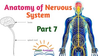 Anatomy of Nervous System Spinal Cord Supportive Video with Amharic Speech Part 7 [upl. by Dis]