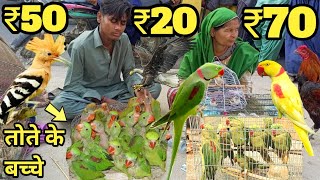 तोते ही तोते ₹20₹30 से शुरू पहाड़ी तोते  Reasonable price parrot market in india babyparrotlalki [upl. by Maxa]