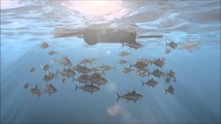 Overfishing Documentary [upl. by Irisa]