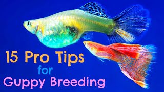 Guppy Fish Breeding 15 Pro Tips You Need to Know [upl. by Eunice]