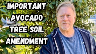 Growing Avocado Trees  Winter Soil Amendment Tips for Healthy Trees [upl. by Sellihca]