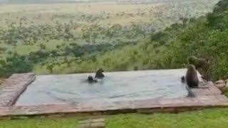 Wild monkeys jump into the water at lodge swimming pool [upl. by Ahker]