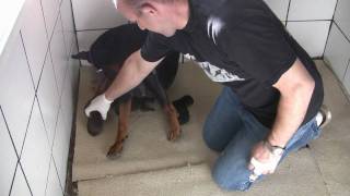 Miracle of life brought to you by FamilyDobes Doberman puppies being born [upl. by Aneleiram]