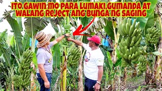 BANANA FRUITING CARE  Expert tips para walang reject sa Bunga ng Lakatan [upl. by Nolur]