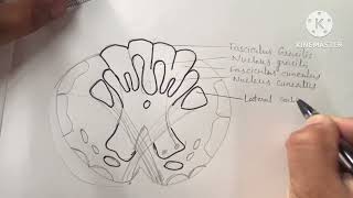 Transverse section of Medulla Oblongata at the level of pyramidal decussation drurmila3614 [upl. by Anerual]