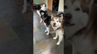 123Howling Song dogshowling alaskanmalamutes malamutelovers o [upl. by Narib]