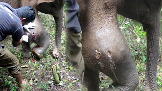 Young Angry Bull suffering with an Abscess Popped in the Leg gets treated by wildlife officers [upl. by Irotal]