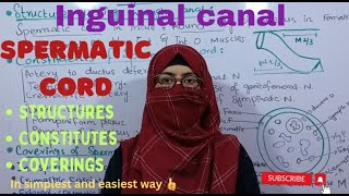 Inguinal canal 2  Spermatic Constituents and Coverings  abdomen and pelvis ayeshamedicaleducation [upl. by Angelico956]