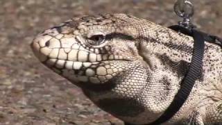 Tegu Lizard on a Leash [upl. by Laure]