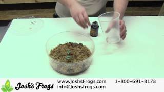 How to Feed Dart Frog Froglets [upl. by Arretahs]