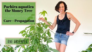 Money Tree  Pachira aquatica  all you need to know about care amp propagation [upl. by Gillian]