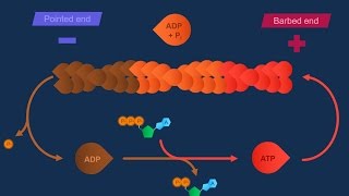 Actina e specializzazioni della membrana [upl. by Enomes733]