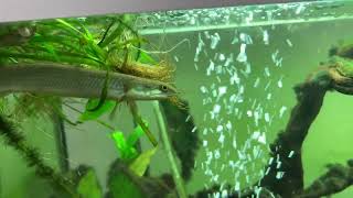 The Death of Cichlid Part 4 20191020 [upl. by Adriell375]