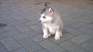 Siberian Husky Puppies at 4 weeks [upl. by Yajiv]