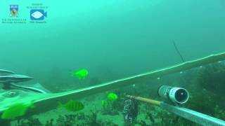 A Long Comb Sawfish Pristis zijsron on a stereoBRUV in the Pilbara Western Australia [upl. by Akiraa863]